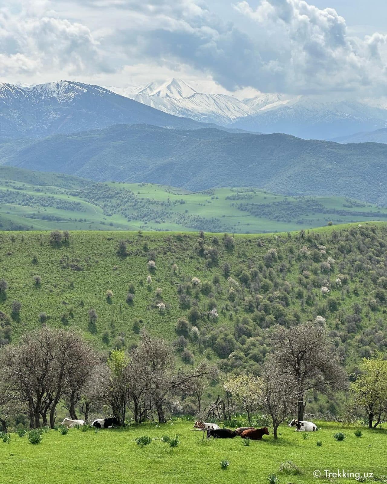 Bo'ritog' cho'qqisi va o'rmonlari