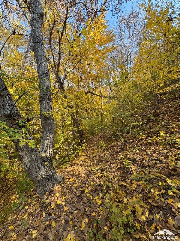 Akjantal o’rmonlari, O’zbekiston